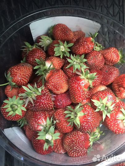 Принимаю заказаз на саженцы клубники