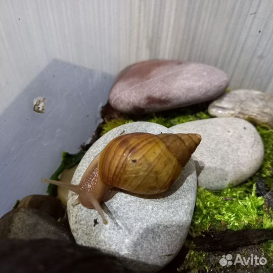 Отдам улиток