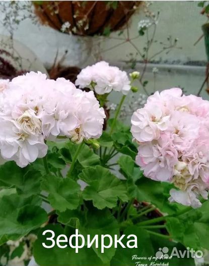 Пеларгония герань