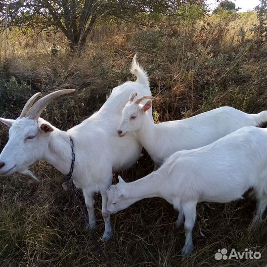 Продажа коз