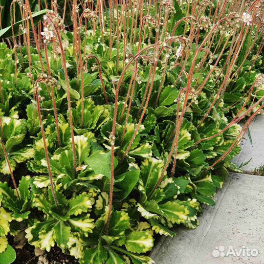 Многолетники почвопокровные