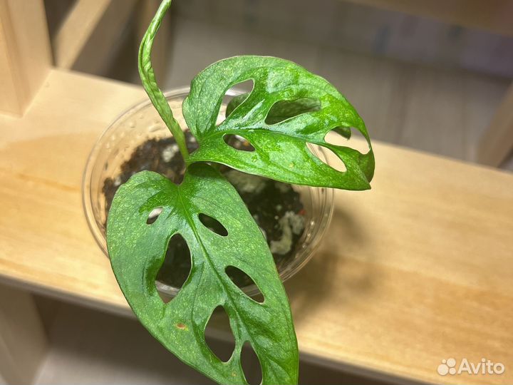 Монстера манки, Монстера Адансона минт