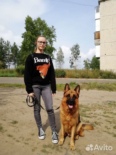 Выгул собак