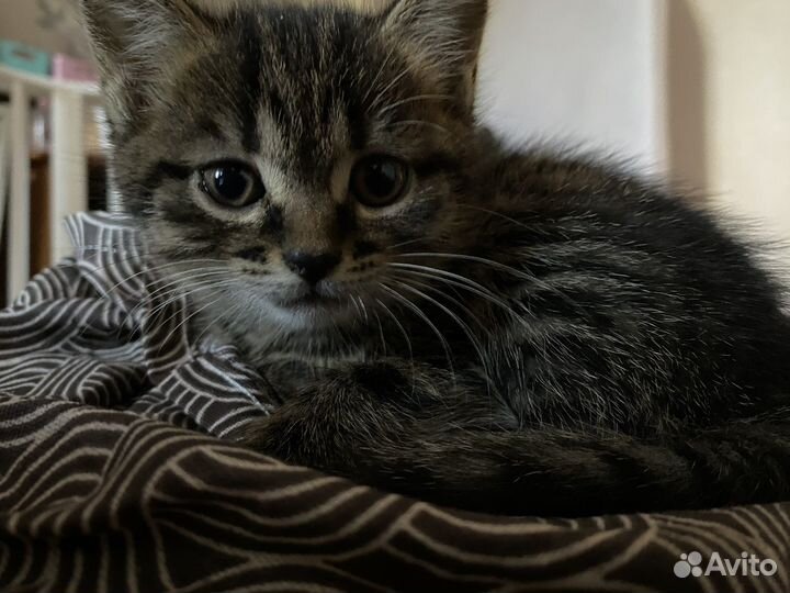 Кошечка в добрые руки