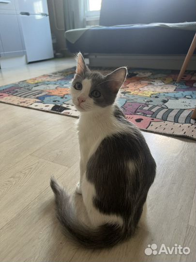 Котенок мальчик 3 месяца