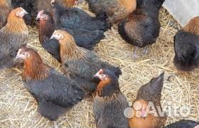 Куры молодки несушки