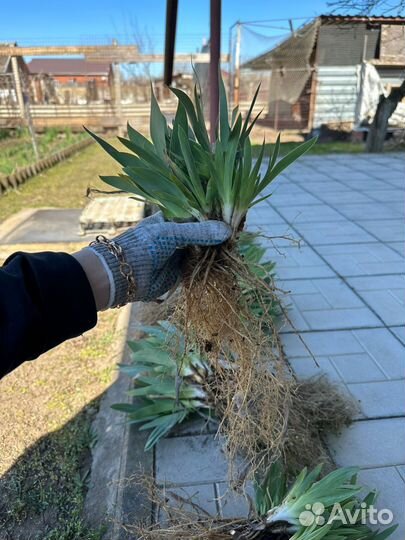 Ирисы (карликовые) бордюрные