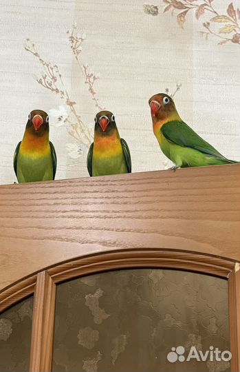 Продам попугаев неразлучников