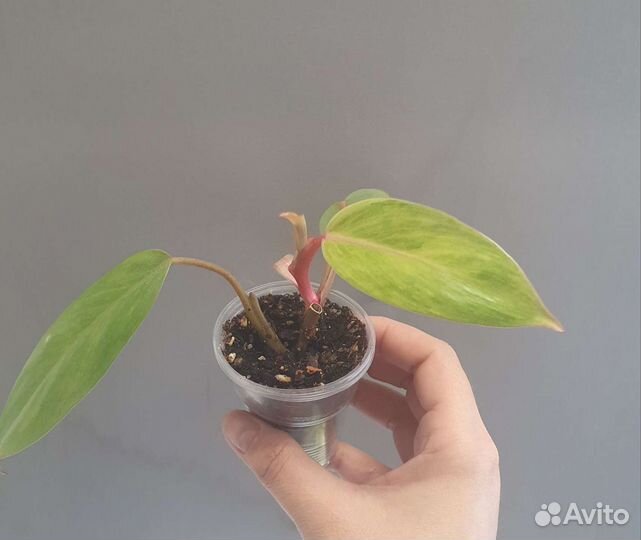 Комнатные цветы