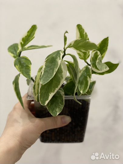 Педилантус