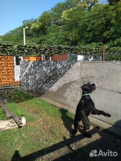 Передержка - зоогостиница для собак