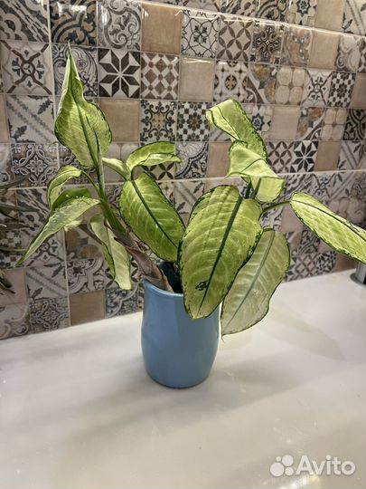 Диффенбахия