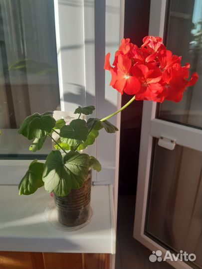 Герань пеларгония