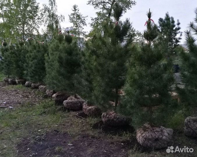 Саженцы кедра от производителя экстра класс