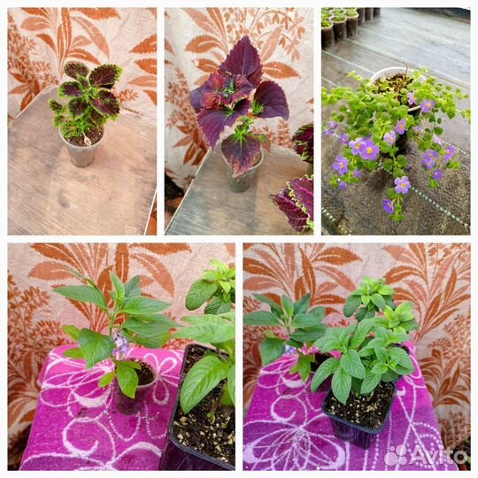 Комнатные цветы