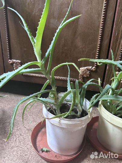 Алоэ столетник лечебный