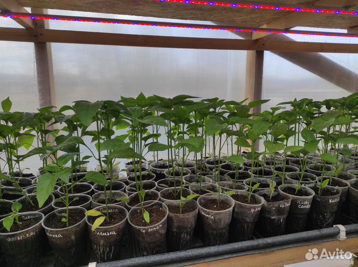 Рассада помидор и перцев