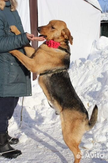 Баффи-добродушная рыжая собачка ищет дом