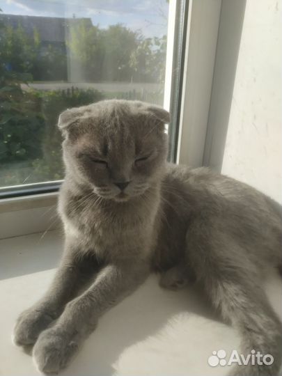 Британская кошка