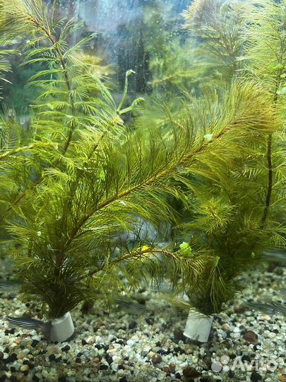 Перистолистник