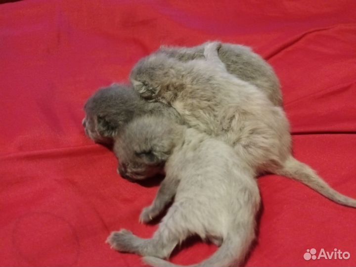 Кошка Британская