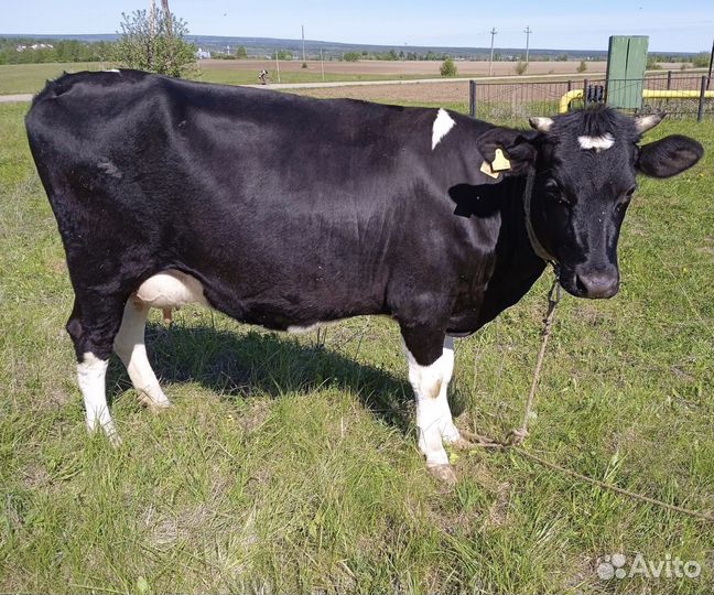 Корова дойная