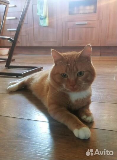 Котик, 1 год