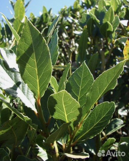 Лавровый лист