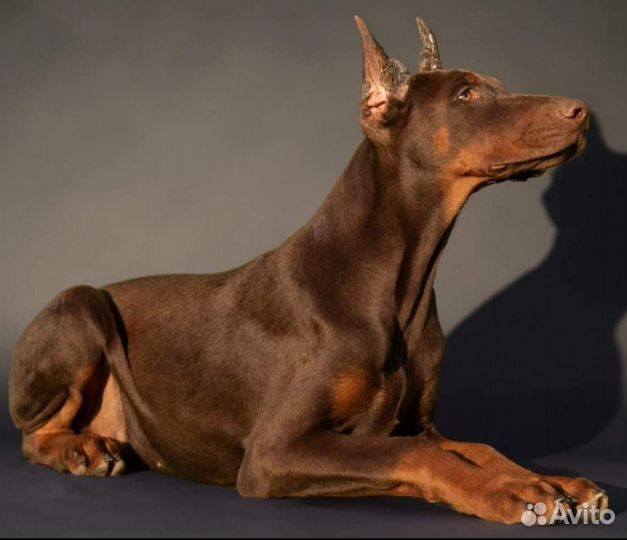 Шоколадная девочка добермана