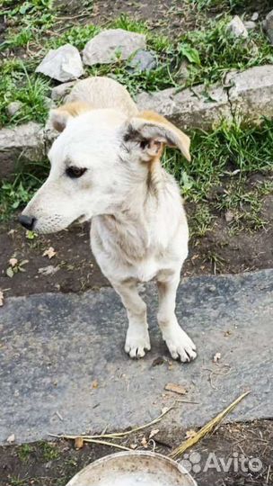 Собака в добрые руки