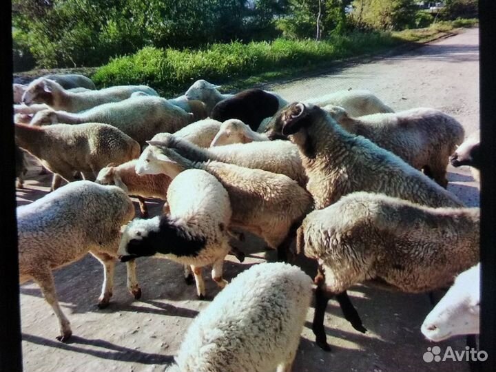 Овцы бараны ягнята