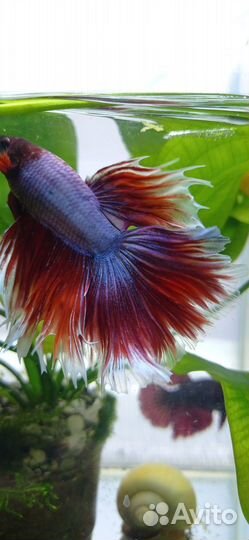 Аквариумные рыбки петушок