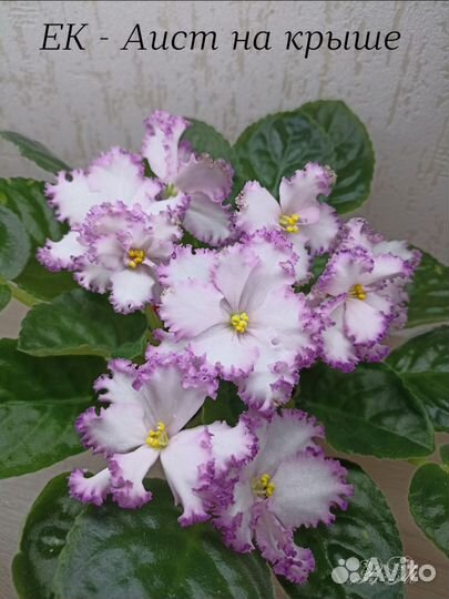 Сортовые фиалки