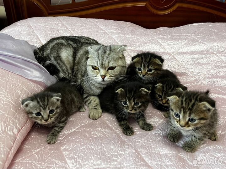 Вислоухие котята