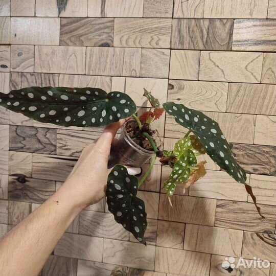 Бегония макулата