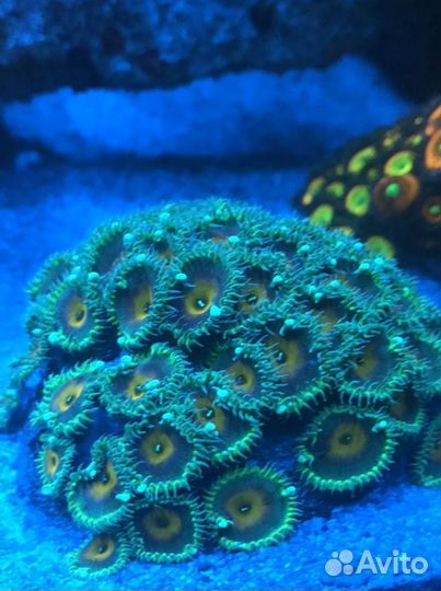 Зоантусы, политои, кораллы