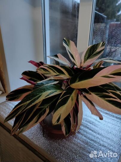 Строманта триколор