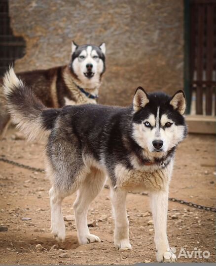 Симба в добрые руки