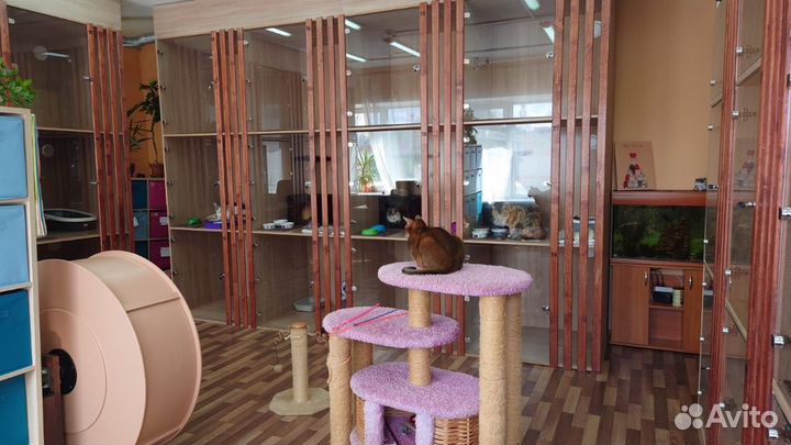 Гостиница для кошек, передержка, котоняня