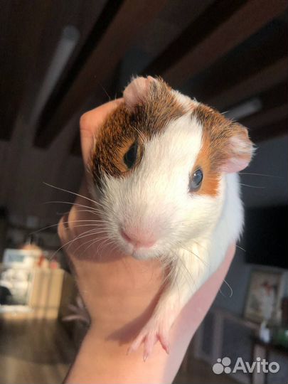 Морские свинки