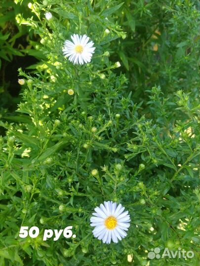 Сентябринки