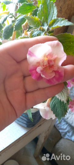 Ризомы ахименесов