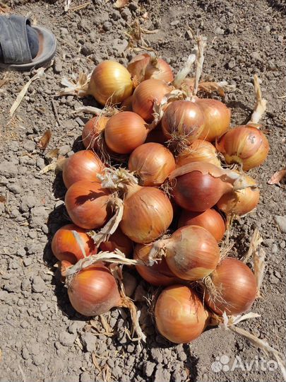 Лук репчатый