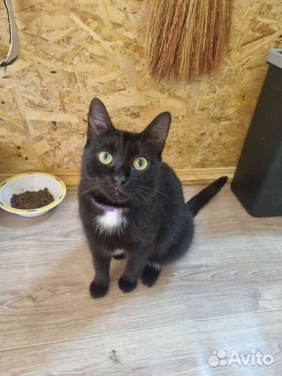 Кошка в дар