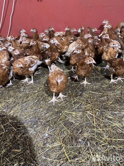 Цыплята несушка ломан Браун