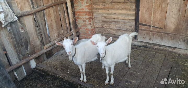 Коза дойная молочная