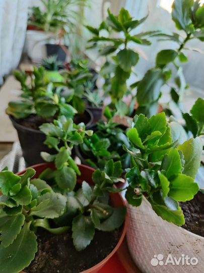 Каланхоэ и Алое