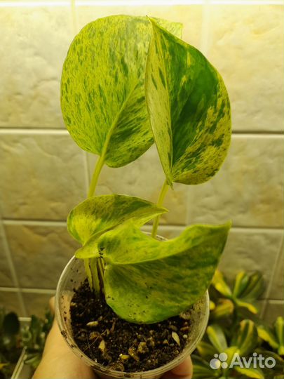 Сциндапсус/Эпипремнум Марбл Квин- мраморная короле