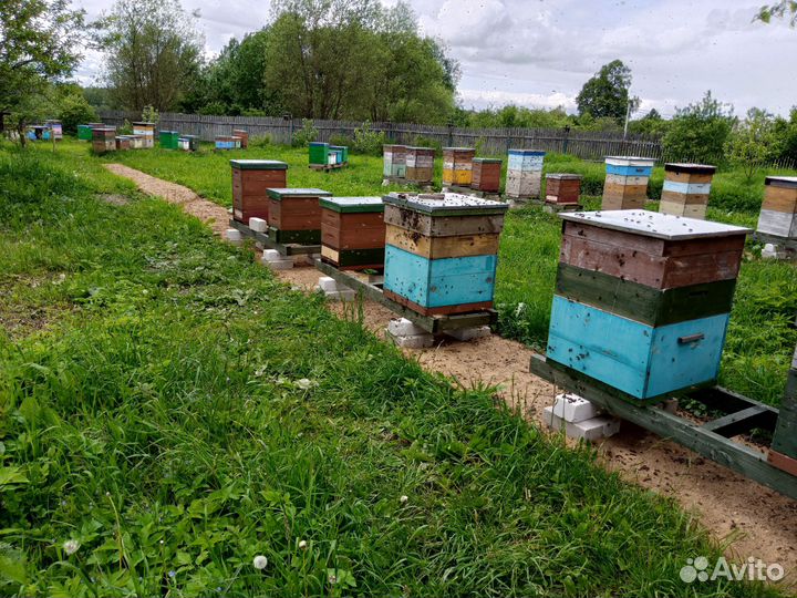 Перга свежая сбор 2024год весна