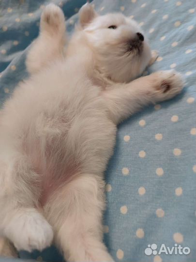 Мальчики и девочки мальтезе